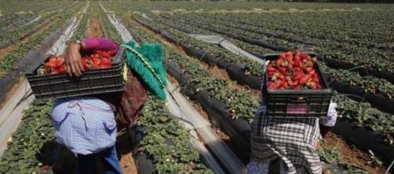 Agriculture boosts the growth of economy in the 1st quarter of 2017./Ph.DR