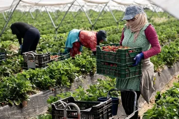 وصول أول دفعة من العاملات المغربيات إلى هويلفا لحملة جني الفراولة