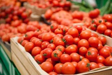 Moroccan tomatoes gain ground in Denmark with record exports