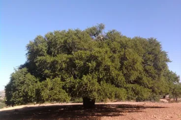 إنجاز علمي غير مسبوق.. فريق بحثي ينجح في تحديد أول جينوم مرجعي لشجرة الأركان