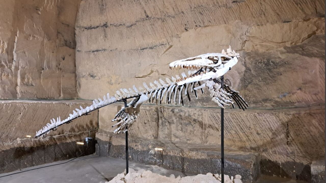 Belgian museum acquires replica mosasaur skeleton from Morocco