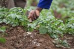 L'OCP prévoit 4 millions de tonnes d'engrais pour la sécurité alimentaire en Afrique