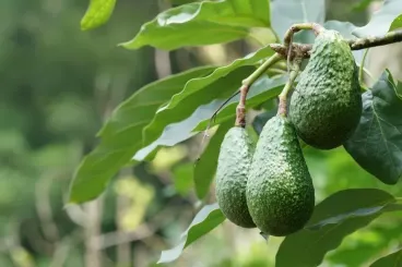 تراجع كبير في صادرات الأفوكادو المغربي خلال هذا الموسم