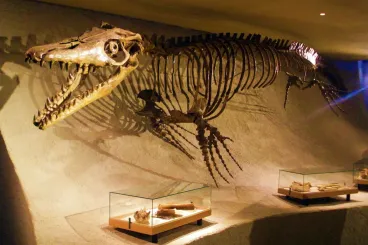 New giant prehistoric sea monster unearthed in Morocco
