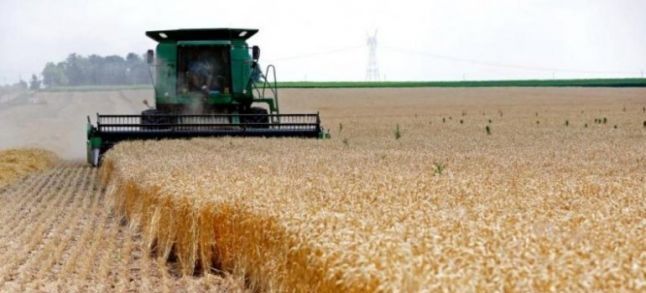 Morocco to cancel soft wheat customs duty on 1st of November