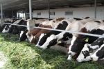 Le Maroc importera près de 30 000 têtes de bovins destinés à l'abattage avant Ramadan