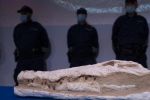 La France remet au Maroc 25 000 objets archéologiques pillés il y a 15 ans