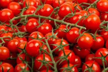 Produits du Sahara : Un syndicat français attaque un importateur de tomates