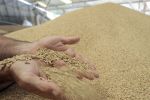Céréales : Les importations du Maroc atteignent 8,8 MT en 2022