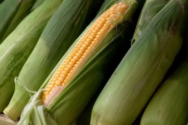 Morocco sets new sweet corn export record at 21,800 tonnes
