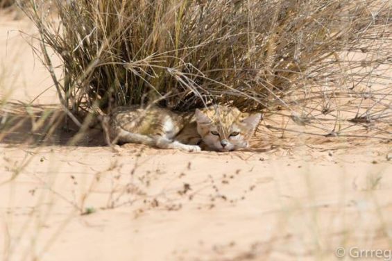 Les Chats Des Sables Etudies A La Loupe Dans Le Desert Marocain Interview