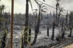 Errachidia : Un incendie ravage l'oasis Ouled Chaker