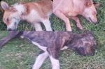 Maltraitance animale : Empoisonner des chiens errants à Rabat pour en réduire le nombre ?