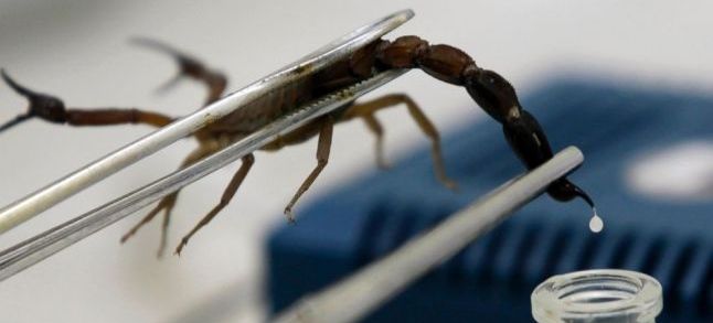 A new robot to extract scorpion venom designed by Mouad Mkamel, a Moroccan researcher from Ben Msik Hassan II university in Casablanca./Ph. DR