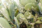 Maroc : Plus de 650 hectares de cactus infestés par la cochenille traités