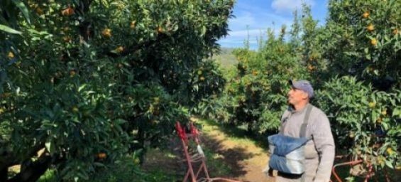 900 Moroccan seasonal workers to fly to Corsica to save the clementine season