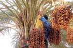 Maroc : Un 1er Congrès international des oasis et du palmier dattier à Ouarzazate