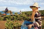 Souveraineté alimentaire : L'agriculture marocaine face à la rarefaction de l'eau