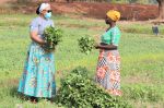 L'Afrique, un grenier alimentaire en quête de pratiques agricoles innovantes