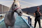 Diaspo #248 : Éleveur de chevaux aux Emirats, Farid El Yousfi rêve d'ouvrir un club équestre au Maroc
