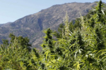 Maroc : Report sine die de l'adoption du projet de loi légalisant le cannabis