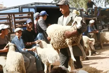 Aïd al Adha et canicule : Les bons usages pour gérer le bétail