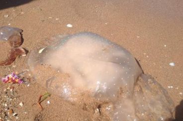 Des méduses d’Australie découvertes sur les côtes marocaines