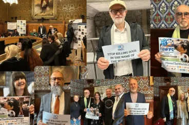 Animal group presses UK MPs over alleged Morocco «dog culling» ahead of 2030 World Cup