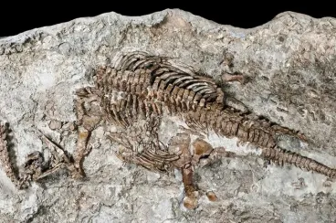 100-million-year-old dinosaur fossils discovered in Eastern Morocco