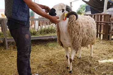 Du Sardi au Timahdite : à la découverte des races de moutons emblématiques du Maroc pour l’Aïd Al-Adha