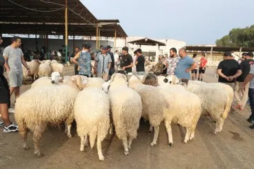 السلطات تغلق أسواق بيع الأضاحي قبل أيام من عيد الأضحى