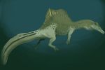 Maroc : Une nouvelle preuve confirmant le mode de vie aquatique du Spinosaurus