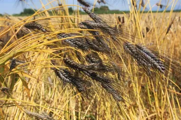 La recherche au service de l’agriculture : Des graines plus résistantes à la sécheresse