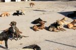 Dakhla : Une touriste française succombe à ses blessures causées par des chiens errants