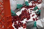 Des fraises de Lalla Mimouna aux sardines de Safi et Laâyoune, comprendre les foyers de contamination dans l'agroalimentaire