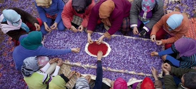 FAO studies saffron production in Morocco./Ph. DR