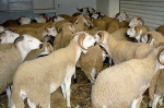 Aïd Al-Adha : Voici la répartition régionale des 7,2 millions de têtes d'ovins et de caprins