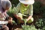 Maroc : Des femmes luttent contre le changement climatique par la culture des plantes médicinales et aromatiques. 