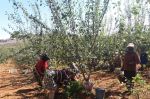 Le combat des ouvrières agricoles au Maroc et en Espagne face au coronavirus