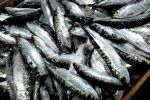 Marché de la sardine industrielle : Le Conseil de la concurrence révèle une collusion sur 20 ans
