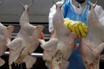 Espagne : Des éleveurs contre l'importation de viande de volaille depuis le Maroc