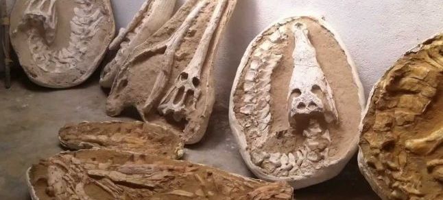 Fossils discovered in Morocco. / DR