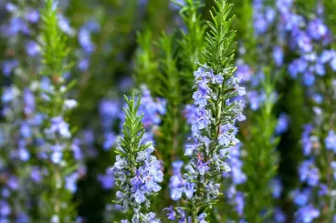 Morocco’s wild aromatic plants rebound after years of drought-induced shortages