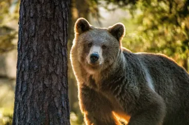The Atlas bear, a vanished predator of Morocco
