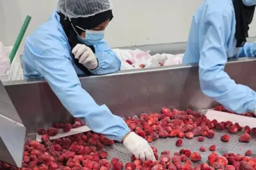 U.S. imports of Moroccan frozen strawberries hit record in 2025