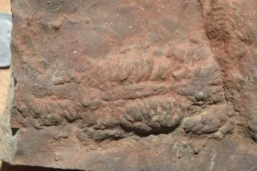 360-million-year-old fossil traces bring Morocco’s ancient sea back to life
