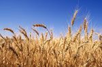 Le Maroc importera 2 millions de tonnes de blé d'ici la fin 2023