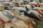 WWF exhorte le Maroc et ses voisins méditerranéens à sauver les requins et les raies