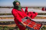 Espagne : Le coronavirus a privé presque 12 000 saisonnières marocaines de travailler