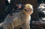 Découverte au Maroc de fossiles de macaques datant de 2,5 millions d'années